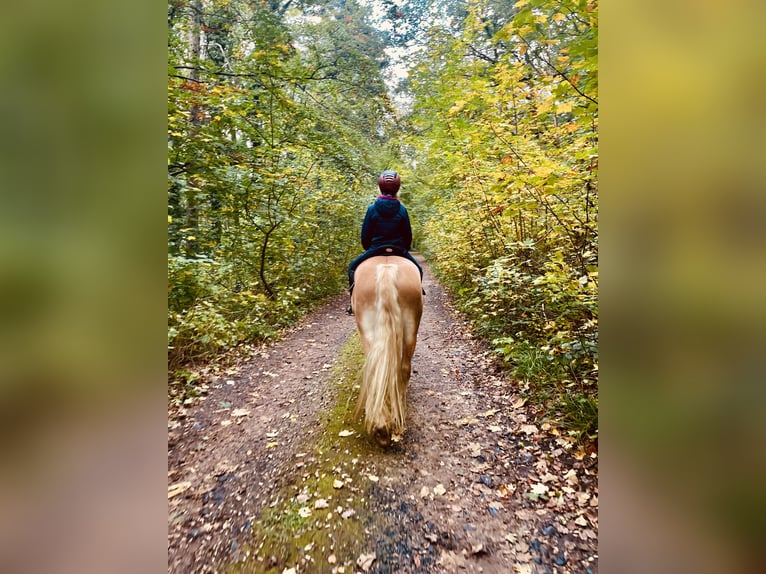 Haflinger Ruin 5 Jaar 145 cm Vos in Roßleben-Wiehe