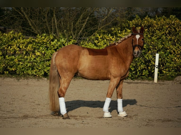 Haflinger Ruin 5 Jaar 146 cm Vos in Bremerhaven