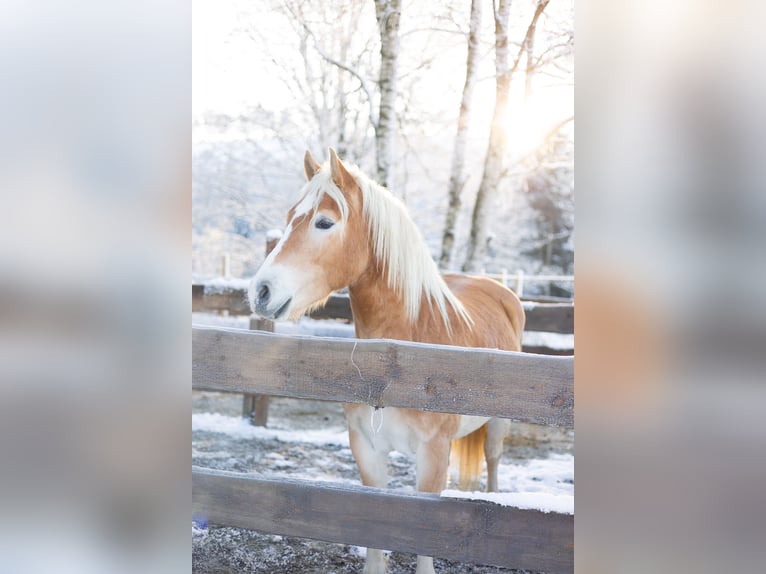 Haflinger Ruin 5 Jaar 146 cm Vos in Erndtebrück