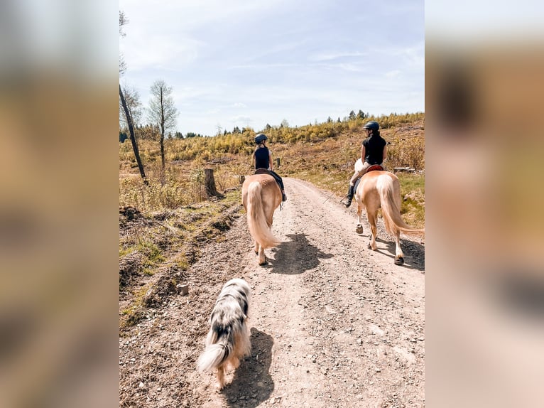 Haflinger Ruin 5 Jaar 146 cm Vos in Erndtebrück
