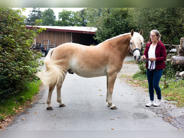 Haflinger Ruin 5 Jaar 146 cm Vos in Erndtebrück