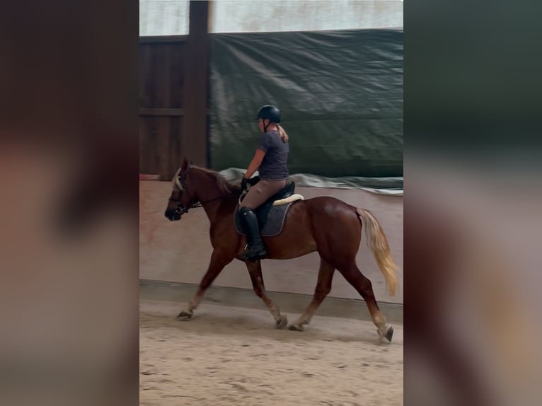 Haflinger Mix Ruin 5 Jaar 147 cm Donkere-vos in Stadtallendorf