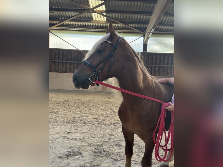 Haflinger Mix Ruin 5 Jaar 147 cm Donkere-vos in Stadtallendorf