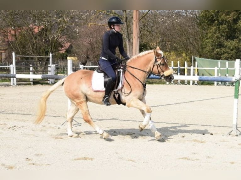 Haflinger Ruin 5 Jaar 147 cm Palomino in Strass im strassertal