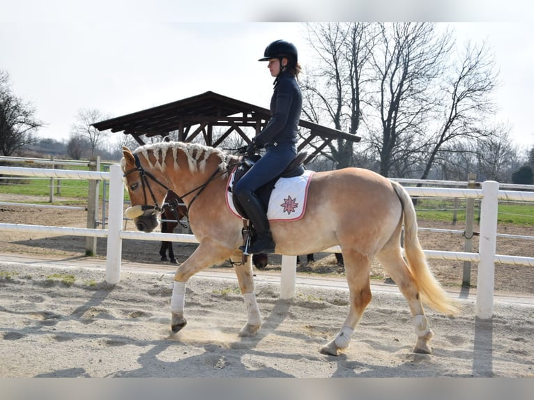 Haflinger Ruin 5 Jaar 147 cm Palomino in Strass im strassertal
