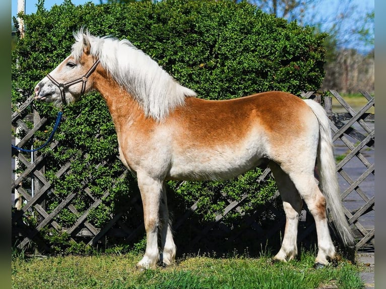 Haflinger Mix Ruin 5 Jaar 147 cm  in Békéscsaba