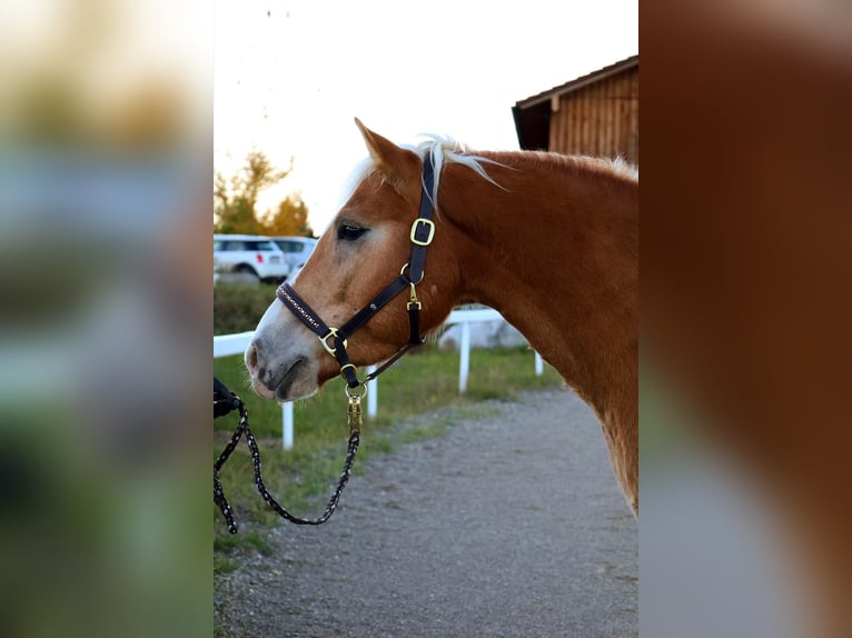 Haflinger Ruin 5 Jaar 147 cm Vos in Stra&#xDF;walchen