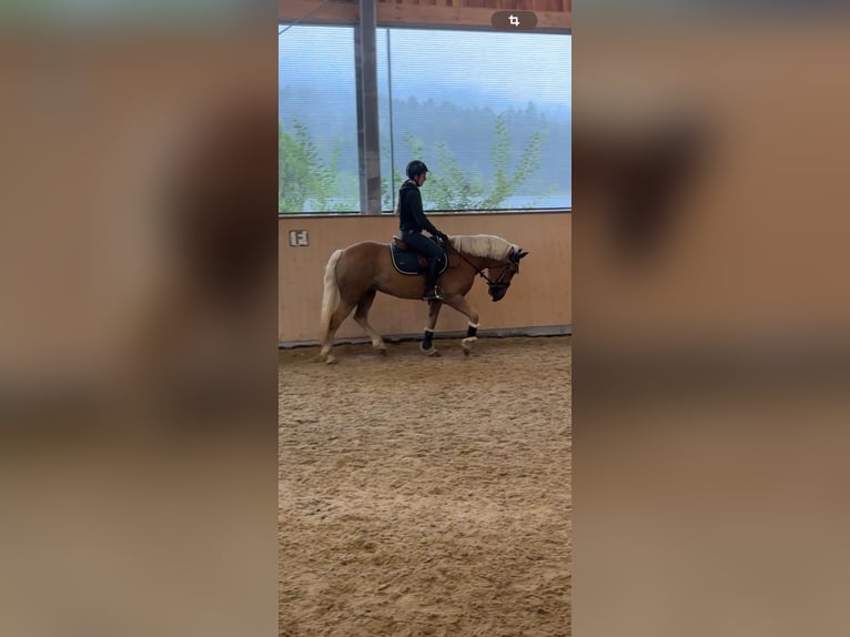 Haflinger Ruin 5 Jaar 147 cm Vos in Stra&#xDF;walchen