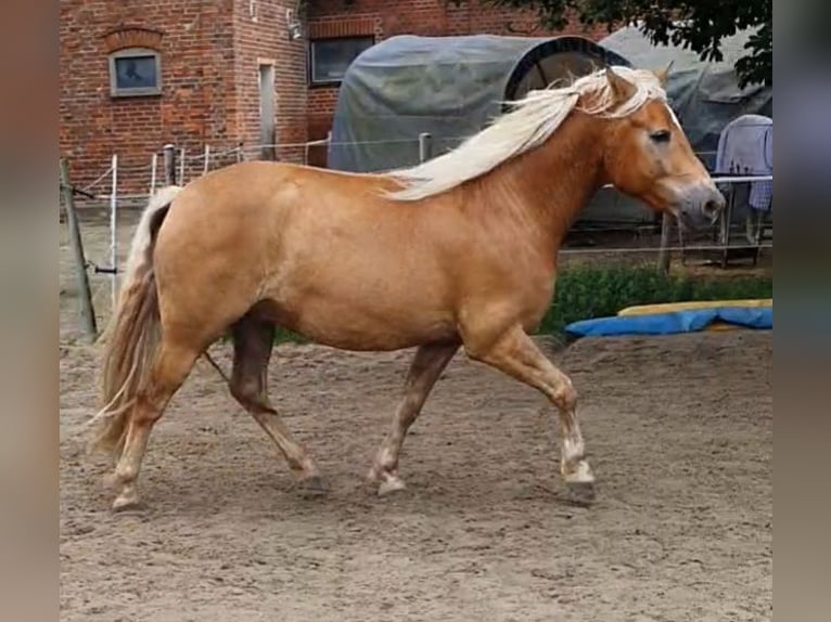 Haflinger Mix Ruin 5 Jaar 148 cm in Sehnde