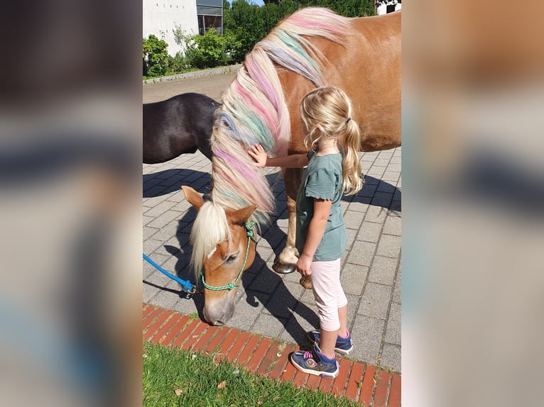 Haflinger Mix Ruin 5 Jaar 148 cm in Sehnde