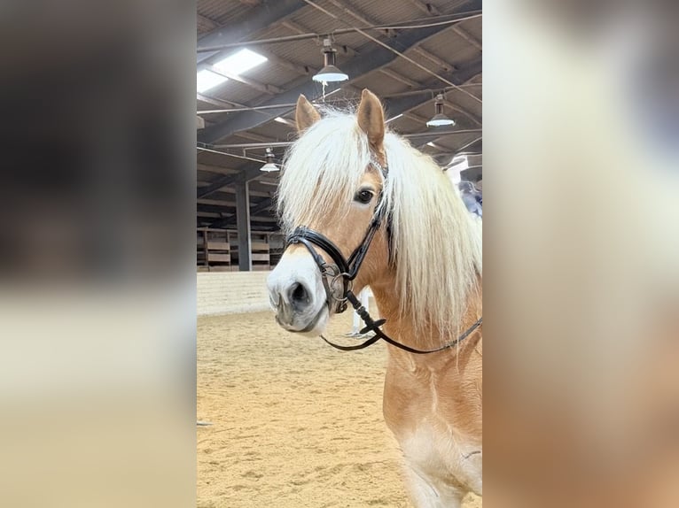 Haflinger Ruin 5 Jaar 148 cm Vos in Pelmberg