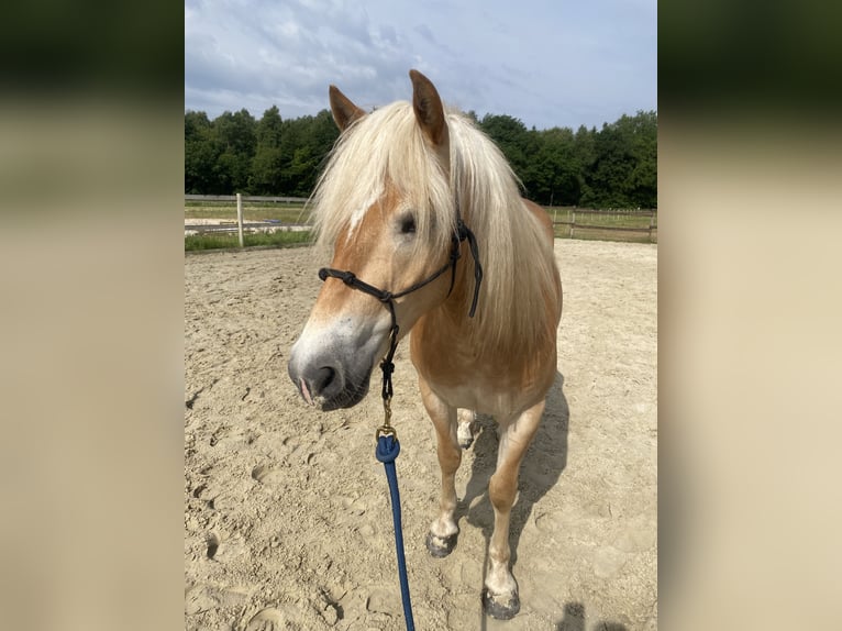 Haflinger Ruin 5 Jaar 148 cm Vos in Nordhorn
