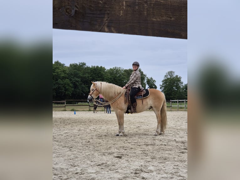Haflinger Ruin 5 Jaar 148 cm Vos in Nordhorn