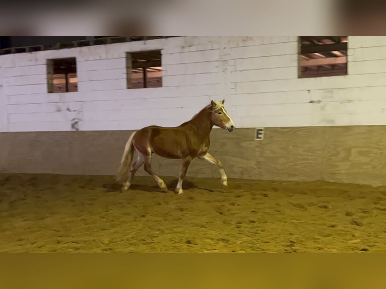 Haflinger Ruin 5 Jaar 149 cm Vos in Niederzier