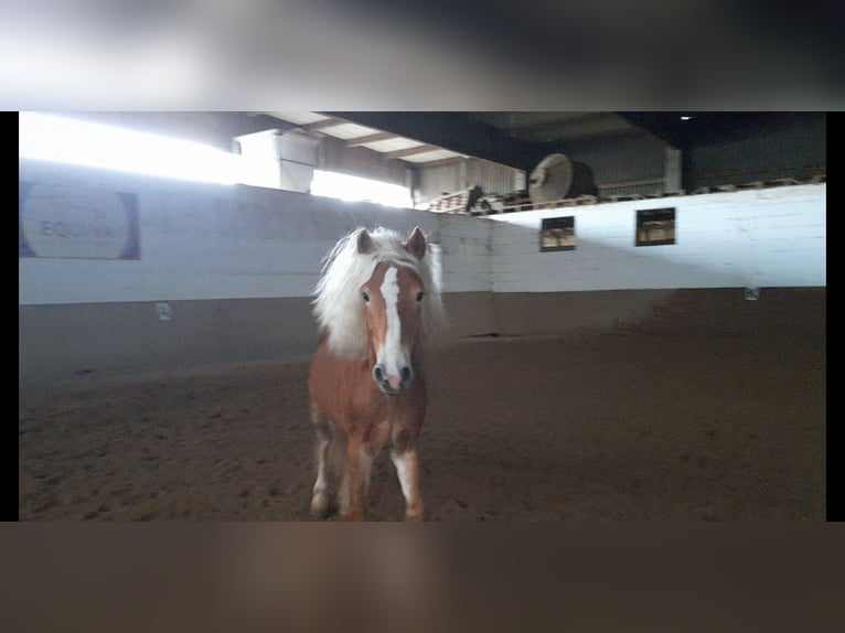 Haflinger Ruin 5 Jaar 149 cm Vos in Niederzier
