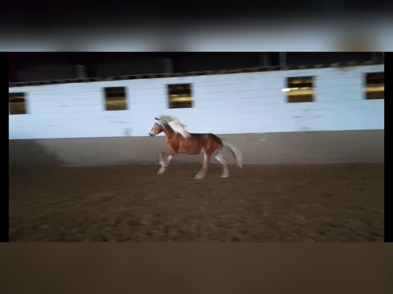 Haflinger Ruin 5 Jaar 149 cm Vos in Niederzier
