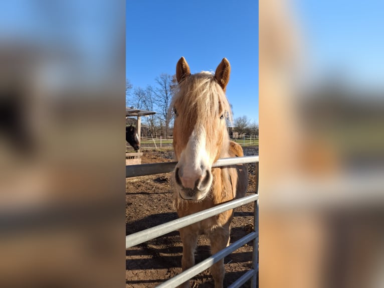 Haflinger Ruin 5 Jaar 150 cm  in Hüttblek