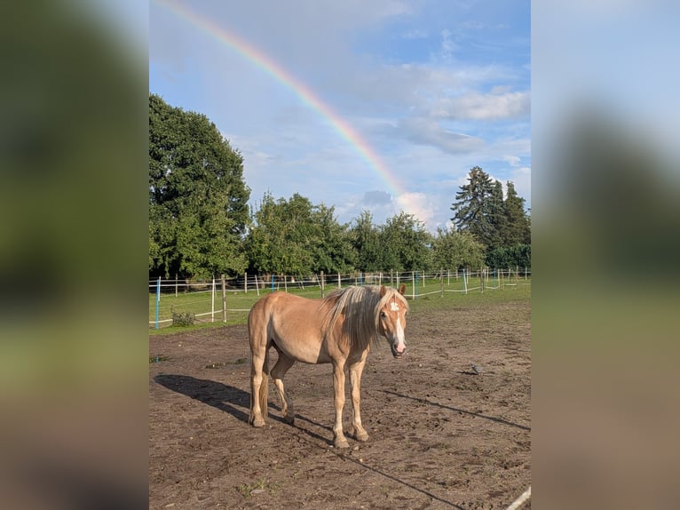 Haflinger Ruin 5 Jaar 150 cm  in Hüttblek