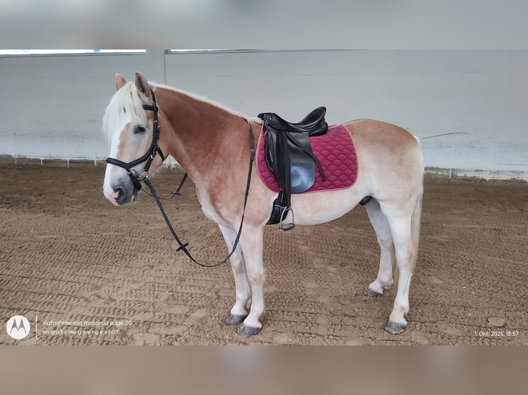 Haflinger Ruin 5 Jaar 150 cm Vos in Feldkirchen an der Donau