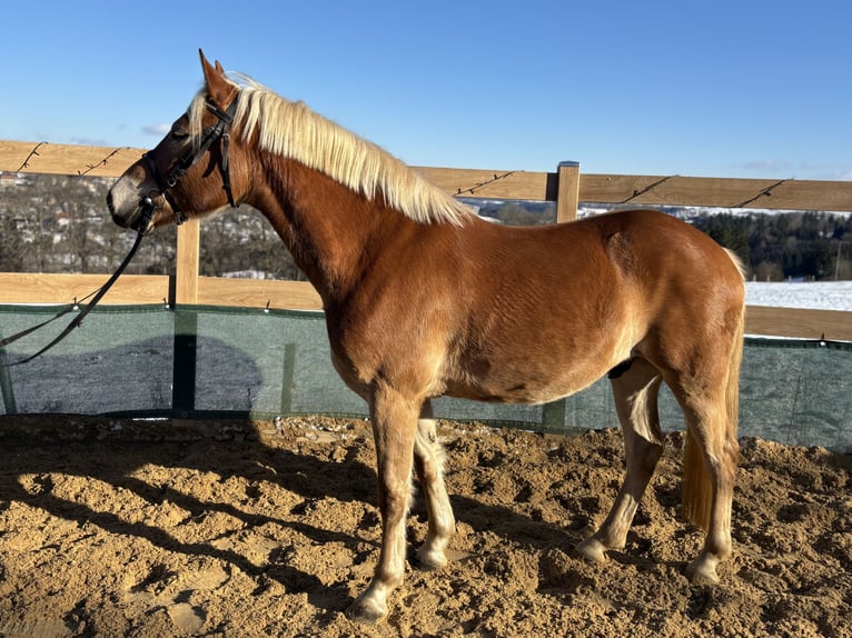 Haflinger Ruin 5 Jaar 150 cm Vos in Iggingen