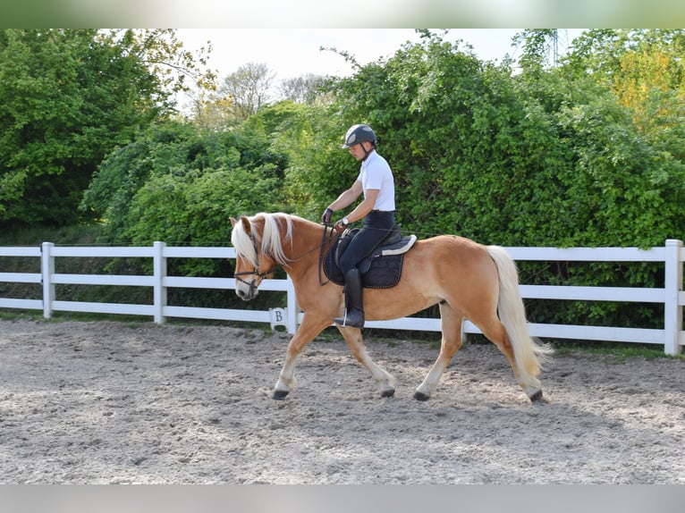 Haflinger Ruin 5 Jaar 151 cm Vos in Seebad Bansin