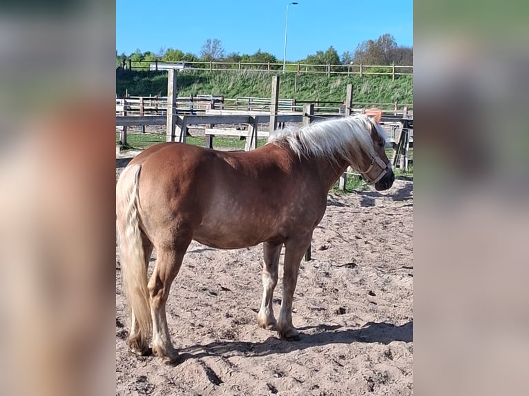 Haflinger Ruin 5 Jaar 151 cm Vos in Wassenaar