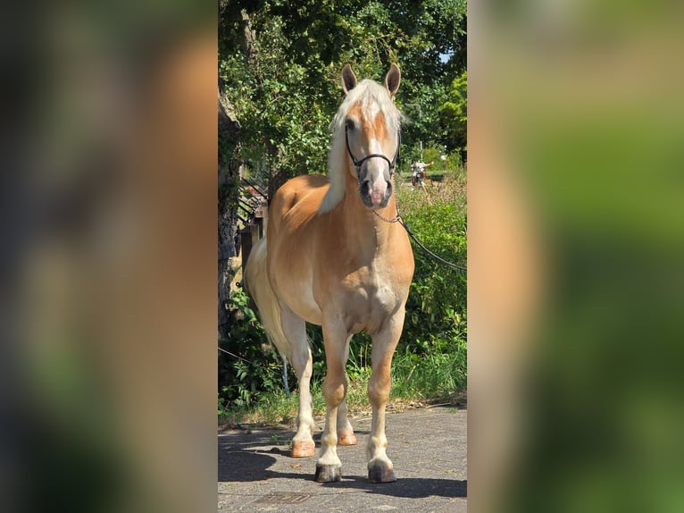 Haflinger Ruin 5 Jaar 152 cm Palomino in Weert
