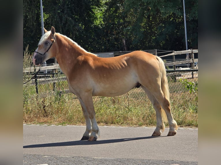 Haflinger Ruin 5 Jaar 152 cm Palomino in Weert