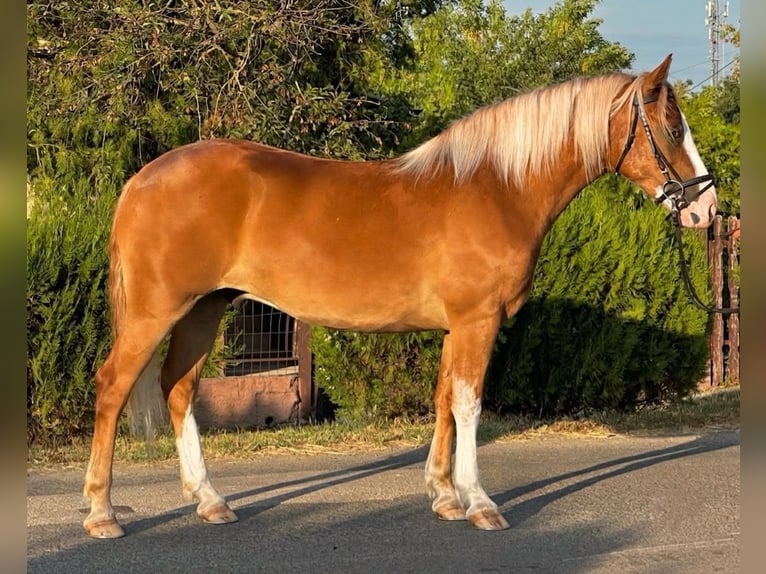 Haflinger Mix Ruin 5 Jaar 153 cm Vos in Békéscsaba
