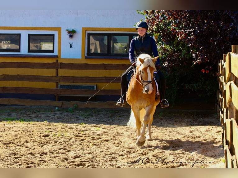 Haflinger Ruin 5 Jaar 154 cm Lichtbruin in Brandis
