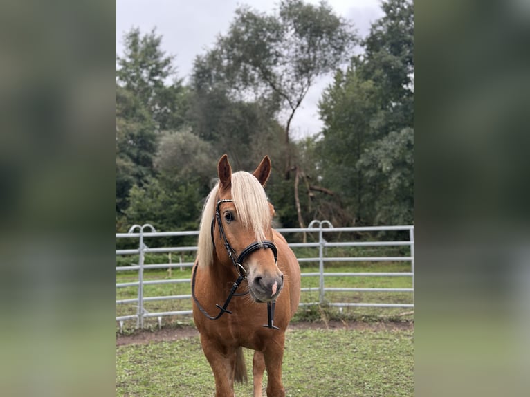 Haflinger Ruin 5 Jaar 154 cm Lichtbruin in Netzschkau