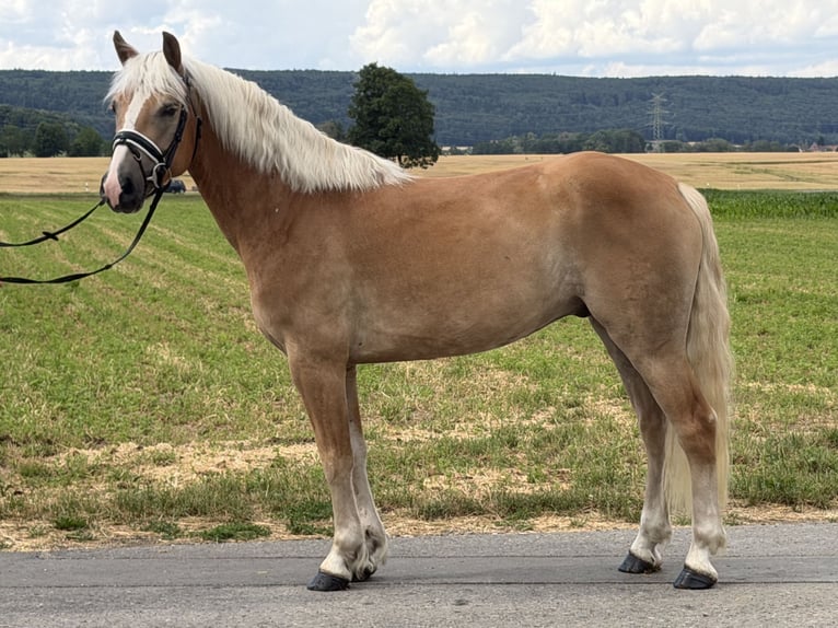 Haflinger Ruin 5 Jaar 154 cm Vos in Riedlingen