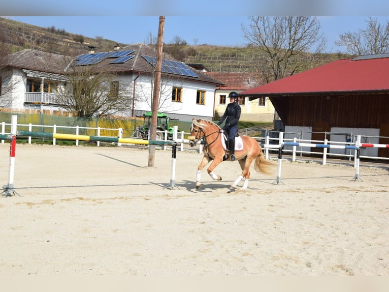 Haflinger Ruin 5 Jaar 155 cm Palomino in Strass im strassertal