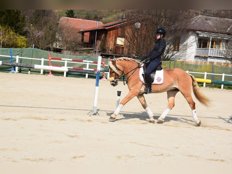 Haflinger Ruin 5 Jaar 155 cm Palomino in Strass im strassertal