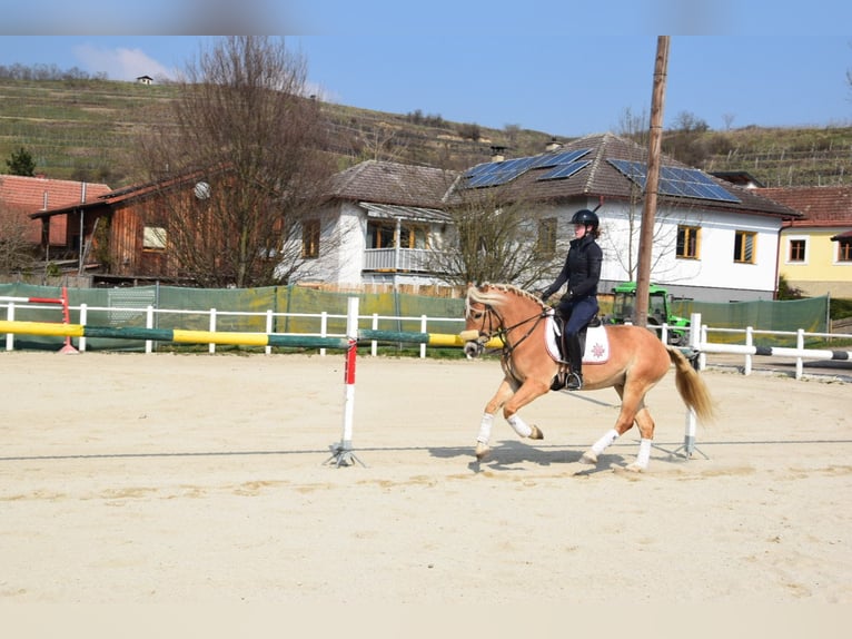 Haflinger Ruin 5 Jaar 155 cm Palomino in Strass im strassertal