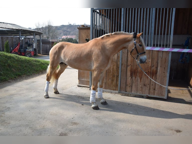 Haflinger Ruin 5 Jaar 155 cm Palomino in Strass im strassertal
