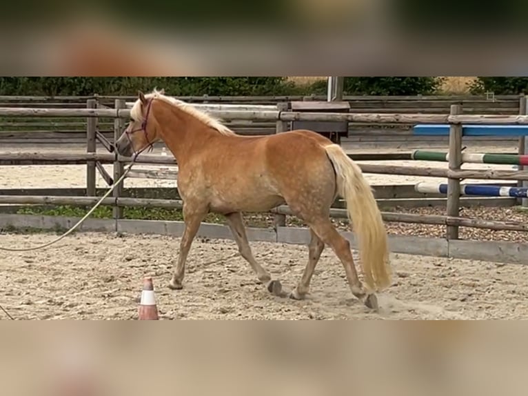 Haflinger Ruin 5 Jaar 155 cm  in Ratzeburg