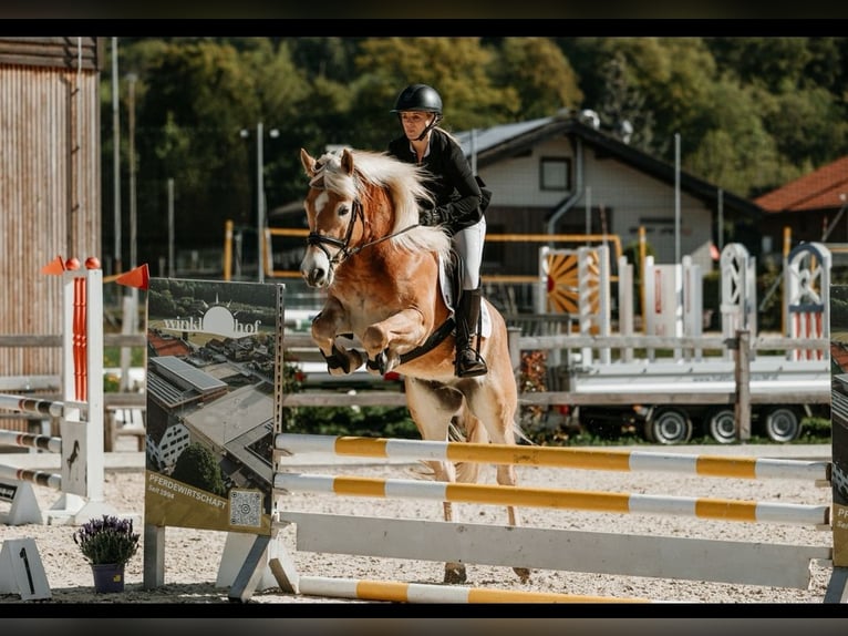 Haflinger Ruin 5 Jaar 155 cm  in Mühlbach