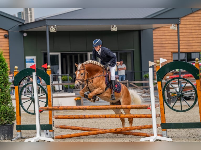 Haflinger Ruin 5 Jaar 155 cm Vos in Wervershoof
