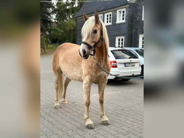 Haflinger Ruin 5 Jaar 155 cm Vos in Wuppertal