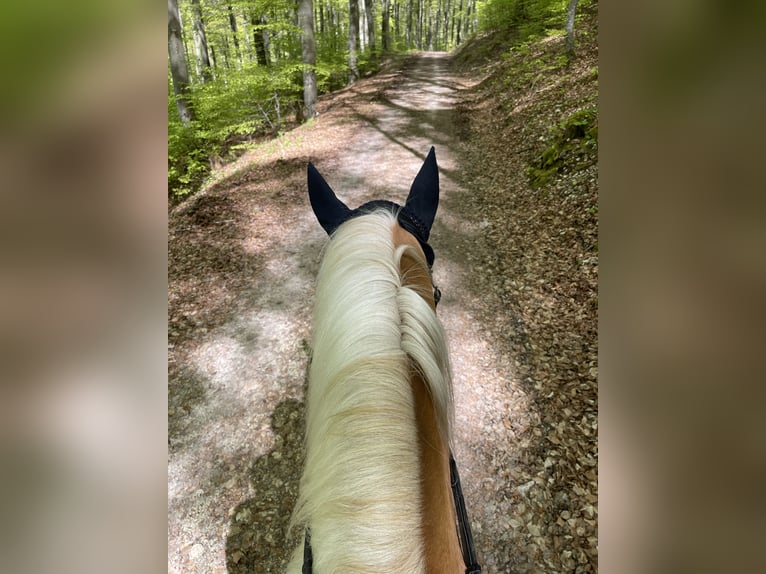 Haflinger Ruin 5 Jaar 157 cm Vos in Sonnenbühl