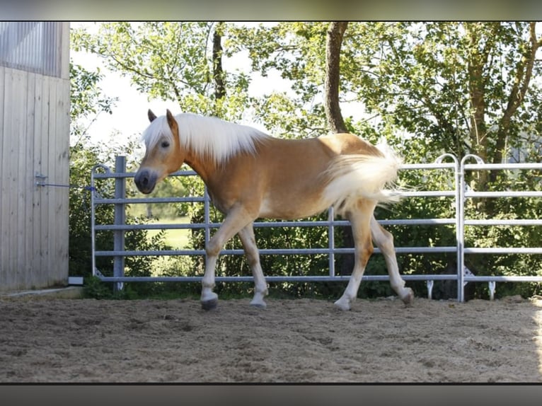 Haflinger Ruin 5 Jaar 157 cm Vos in Sonnenbühl