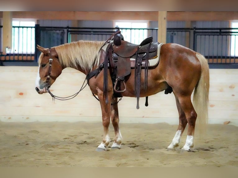 Haflinger Mix Ruin 5 Jaar Donkere-vos in Clarion