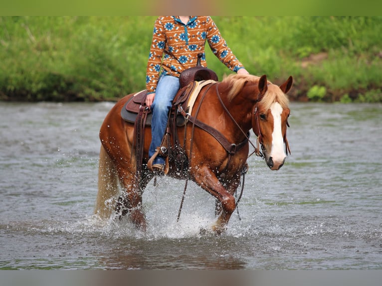 Haflinger Mix Ruin 5 Jaar Donkere-vos in Clarion
