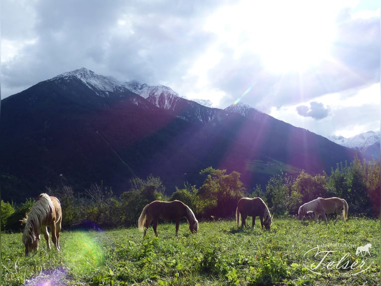 Haflinger Ruin 5 Jaar in Nauders
