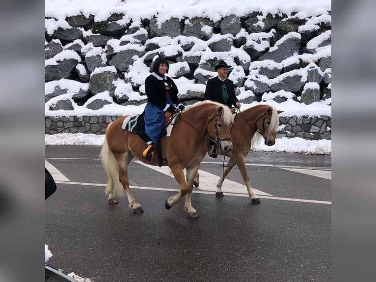 Haflinger Ruin 5 Jaar in Nauders