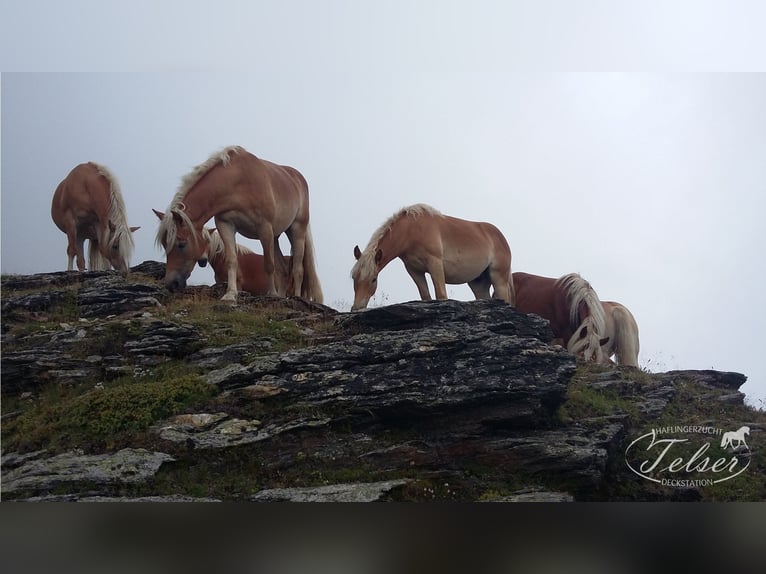 Haflinger Ruin 5 Jaar in Nauders