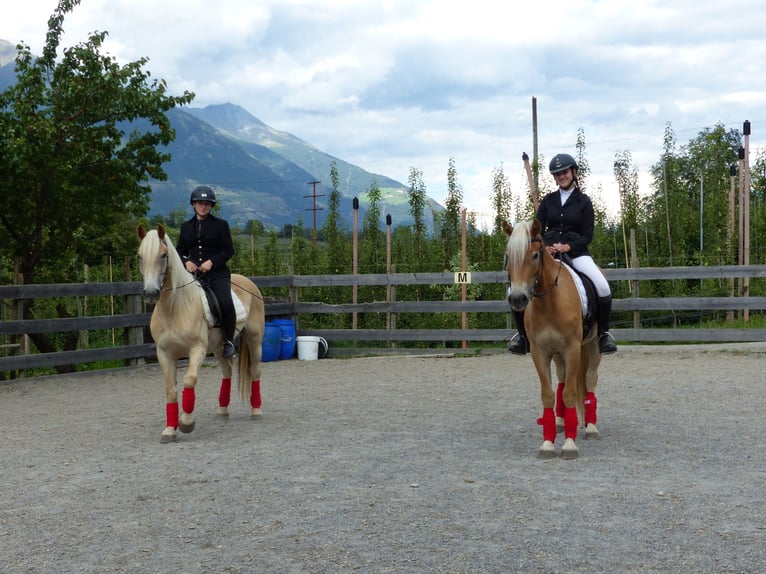 Haflinger Ruin 5 Jaar in Nauders