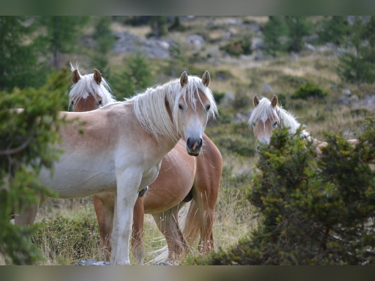 Haflinger Ruin 5 Jaar in Nauders