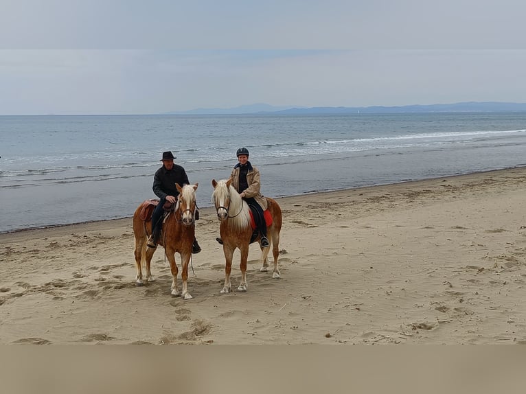 Haflinger Ruin 5 Jaar in Nauders
